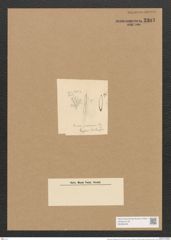 Schizonema sirospermum Ktz. (de-Toni-Nr.: Genus 20, Species 1196) Zeichnungen Sammlung Grunow Nr. 2303 (NHMW-BOT-W0369425)
